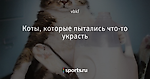 Коты, которые пытались что-то украсть