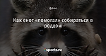Как енот «помогал» собираться в роддом