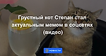 Грустный кот Степан стал актуальным мемом в соцсетях (видео)