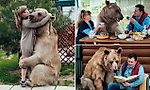 Russian family sit down to dinner with a 300lb BEAR at the table