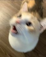 Лилия Ашурова, Лилия Ашурова