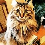 Sourjaboy, Sourjaboy