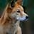 Dingo
