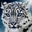 snow_leopard