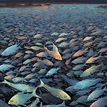 Артём Павлеян, Артём Павлеян