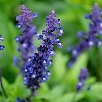 Salvia, Salvia