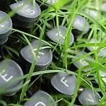 amatar calcio, amatar calcio