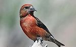 Crossbill, Crossbill Crossbill, Crossbill