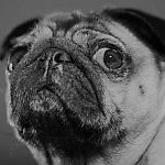 [pug], [pug]