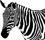 ZebroiD, ZebroiD