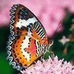 saiticacbjj, saiticacbjj