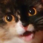 chehonte17, chehonte17