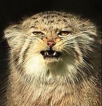 MrGeograf, MrGeograf