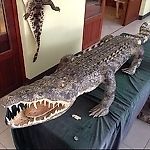 Харьковские ботинки Ленина, Харьковские ботинки Ленина