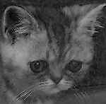 James Moriarti, James Moriarti