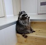 OrgazmLesoruba, OrgazmLesoruba