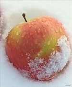 Vladimir Apple, Vladimir Apple