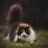 andreichadulin@mail.ru