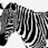 ZEbroiD