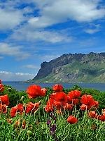 Василиса, Василиса