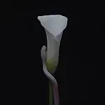 Candle, Candle