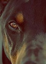 eclipsebao, eclipsebao