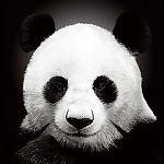 ElijahVol, ElijahVol