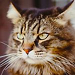 korablevnik, korablevnik