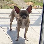 Константин Шитихин, Константин Шитихин