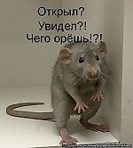 Я ЧЕМПИОН, Я ЧЕМПИОН