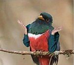 Кира Ёж, Кира Ёж