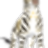 dmitryGoose