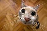 19695195@vkontakte.ru, 19695195@vkontakte.ru