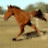 wild stallion