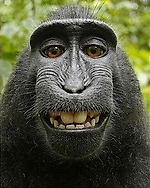 kompotich, kompotich