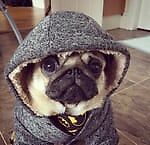 Stanislav Levin, Stanislav Levin