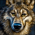 Andrew Wolf, Andrew Wolf