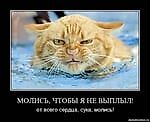ДокторЧе, ДокторЧе
