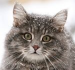 MR. Hryapa, MR. Hryapa