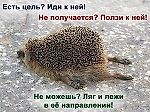 ёж средней пушистости, ёж средней пушистости ёж средней пушистости, ёж средней пушистости