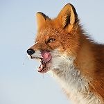 Airy Fox, Airy Fox