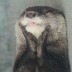 Awesome Otter, Awesome Otter