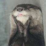 Awesome Otter, Awesome Otter