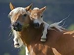 GalaGen, GalaGen