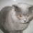 Gatto