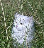 paradoxum22, paradoxum22