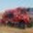 CarsHelp.by