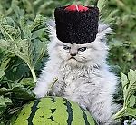 Покерный Футбол, Покерный Футбол