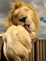 Ritorno Caramelle, Ritorno Caramelle