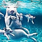 Hi, divers!, Hi, divers!